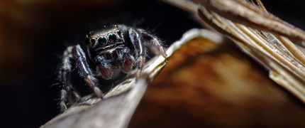 UROCZY BRZYDAL - choć skakuny w naszym klimacie nie dorównują kolorami i rozmiarami swoim tropikalnym kuzynom, wcale nie tracą na uroku. Mimo że krajowe gatunki są mniejsze, kryją w sobie równie fascynujące detale. Wystarczy odpowiednie zbliżenie, by dostrzec ich niezwykły mikroświat i uchwycić na zdjęciu ich unikalny charakter.
Wiele razy słyszałem opinię, że pająki są brzydkie, paskudne, a nawet obrzydliwe. Niejednokrotnie miałem wrażenie, że fotografuję coś, co nie każdemu może się podobać. To trudny temat, ponieważ mało kto darzy te zwierzęta sympatią - powiem więcej, niewielu za nimi przepada.
Oczywiście zgadzam się, że istnieją gatunki, które mogą wywoływać ciarki na plecach i gęsią skórkę. Często wynika to z faktu, że patrząc z oddali, dostrzegamy jedynie małego pajączka i odruchowo sięgamy po klapek, by pozbyć się niechcianego gościa.
Ale czy każdy pająk to wcielone zło, które koniecznie trzeba unicestwić ? Spójrzcie na ten kadr i oceńcie sami. Na zdjęciu pyrgun nazielny.