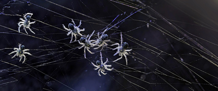 W GRUPIE SIŁA - młodziutkie osobniki darownika przedziwnego (Pisaura mirabilis), po opuszczeniu kokonu, instynktownie pozostają razem, tworząc grupę. Ta strategia jest sprawdzonym i skutecznym sposobem na przetrwanie, który można zaobserwować u wielu gatunków na ziemi. Wspólne działania i wzajemna ochrona w grupie zwiększają szanse na przeżycie młodych pająków, minimalizując ryzyko stania się ofiarą drapieżników czy niekorzystnych warunków środowiskowych. Jak mówi popularne powiedzenie - w grupie siła. Na załączonym zdjęciu widać młode darowniki przedziwne, które wyraźnie potwierdzają tę zasadę. Darownik przedziwny (Pisaura mirabilis) to pająk występujący w Europie, znany z aktywnego stylu polowania zamiast budowania sieci. Samice troskliwie opiekują się kokonem z jajami, nosząc go ze sobą, co chroni młode przed drapieżnikami.