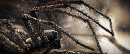 WIDZIADŁO - tak postanowiłem nazwać ten kadr. Im dłużej i bliżej przygląda się pająkowi, tym łatwiej zrozumieć, dlaczego. Muszę przyznać, że podczas moich obserwacji tych zwierząt często nachodziła mnie myśl, jak matka natura dokonała tego inżynieryjnego cudu, aby uczynić pająka zabójcą doskonałym. Przy tym drapieżniku i jego zdolnościach ataku nawet gepard wydaje się być mało doskonałym łowcą. Atak pająka na upatrzoną ofiarę jest błyskawiczny, a ofiara praktycznie nie ma szans. Co prawda, zdarzało mi się czasami być świadkiem dziwnych zwrotów akcji, ale to już temat na inny post. Na zdjęciu widzimy lejkowca labiryntowego (Agelena labyrinthica) - jednego z naszych pospolitych pająków.