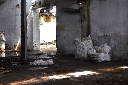 Rośliny wracają do hal po Komnicku