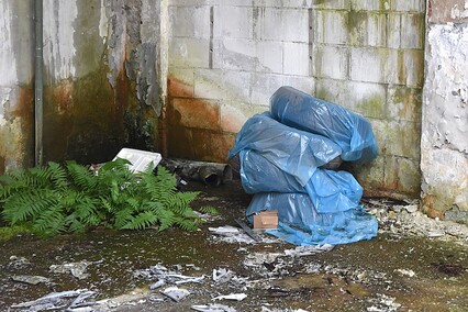 Rośliny wracają do hal po Komnicku