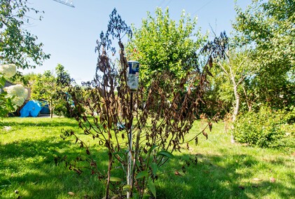 A poza tym nic na działkach się nie dzieje...