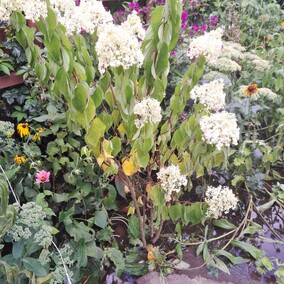 A poza tym nic na działkach się nie dzieje...