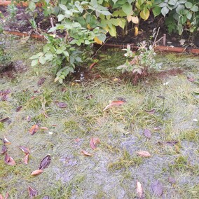 A poza tym nic na działkach się nie dzieje...