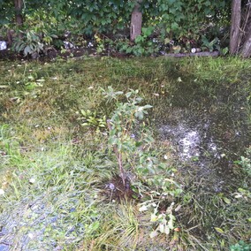 A poza tym nic na działkach się nie dzieje...