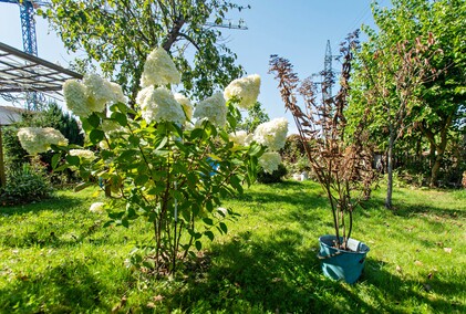 A poza tym nic na działkach się nie dzieje...