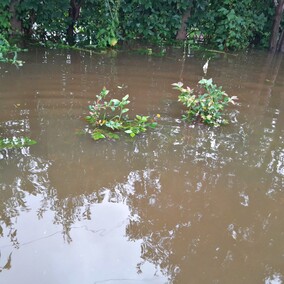 A poza tym nic na działkach się nie dzieje...