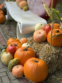 Dyniowa Farma startuje 20 września w Nowej Holandii