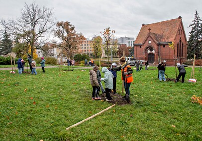 Śliwy, wiśnie i kasztanowce w parku Traugutta