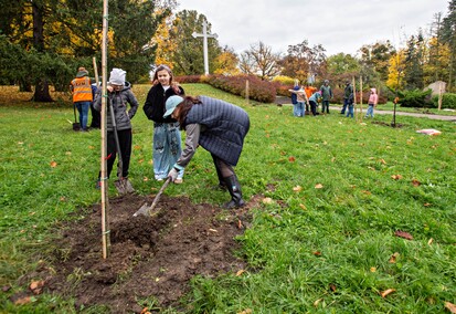 Śliwy, wiśnie i kasztanowce w parku Traugutta