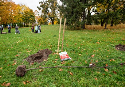Śliwy, wiśnie i kasztanowce w parku Traugutta