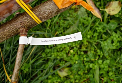 Śliwy, wiśnie i kasztanowce w parku Traugutta