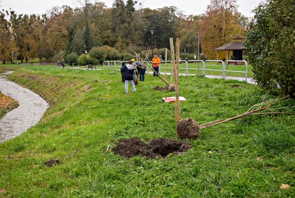 Śliwy, wiśnie i kasztanowce w parku Traugutta