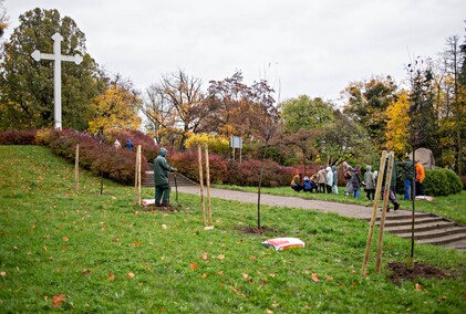 Śliwy, wiśnie i kasztanowce w parku Traugutta