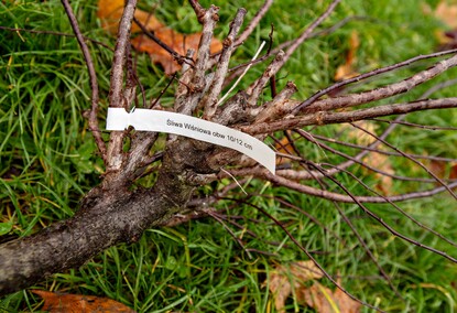 Śliwy, wiśnie i kasztanowce w parku Traugutta