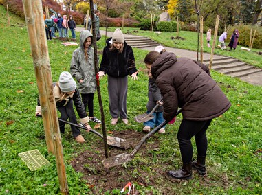 Śliwy, wiśnie i kasztanowce w parku Traugutta