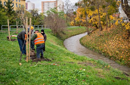 Śliwy, wiśnie i kasztanowce w parku Traugutta
