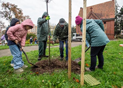 Śliwy, wiśnie i kasztanowce w parku Traugutta