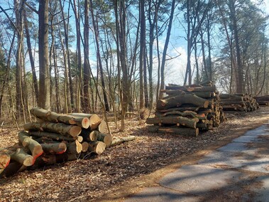 Czytelnik: szlak do plaży bez drzew