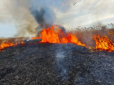 Kolejny pożar trzcinowiska