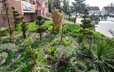 Mieszkańcy: Pielęgnowaliśmy to trzydzieści lat, teraz spółdzielnia każe wszystko usunąć