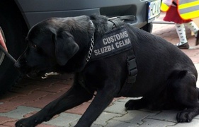 Czym jeżdżą żołnierze, policjanci i strażacy?