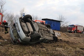 Laguną ścięła drzewo