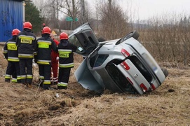 Laguną ścięła drzewo