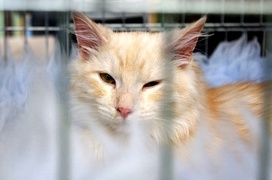 Pokaz kocich piękności