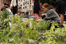 Ziołowy piknik na dziedzińcu Galerii EL