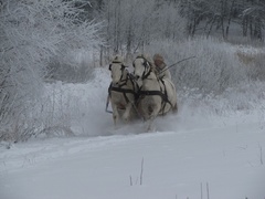 Z kopyta kulig rwie...