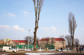 Wyciąć stare, posadzić nowe