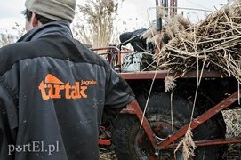 Jest już zimno? Zatem czas kosić trzcinę