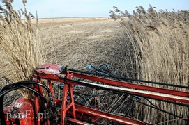 Jest już zimno? Zatem czas kosić trzcinę