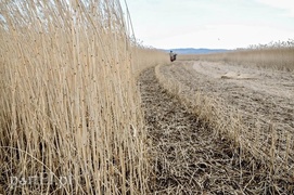 Jest już zimno? Zatem czas kosić trzcinę