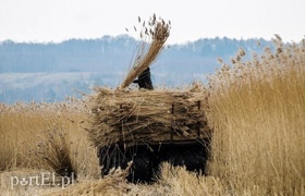 Jest już zimno? Zatem czas kosić trzcinę