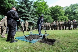Niech ten dąb przypomina nam o drodze do wolności
