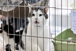 One też chcą mieć własny dom