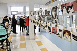 One też chcą mieć własny dom