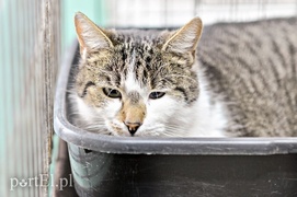 One też chcą mieć własny dom