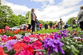 Chcą ożywić park Modrzewie