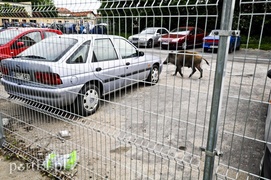 Dzik grasował na parkingu