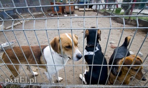 Nie traktujmy schroniska jak magazynu niechcianych prezentów