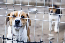 Nie traktujmy schroniska jak magazynu niechcianych prezentów