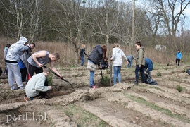 Elblążanie posadzili 700 choinek