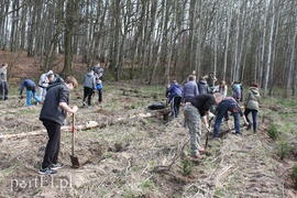 Elblążanie posadzili 700 choinek