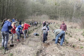 Elblążanie posadzili 700 choinek