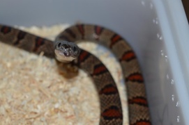 Nie nakarmisz węża schabem