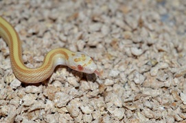 Nie nakarmisz węża schabem