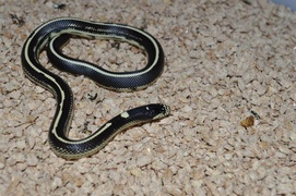 Nie nakarmisz węża schabem